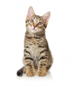 iStock_000010138435XSmall